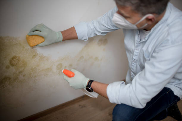 Best Attic Mold Removal  in Lagunitas Forest Knolls, CA