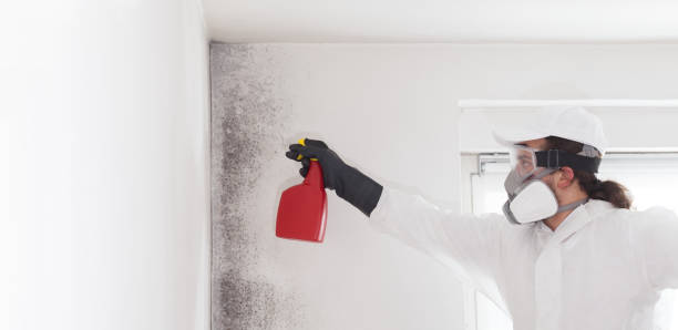Best Certified Mold Removal  in Lagunitas Forest Knolls, CA