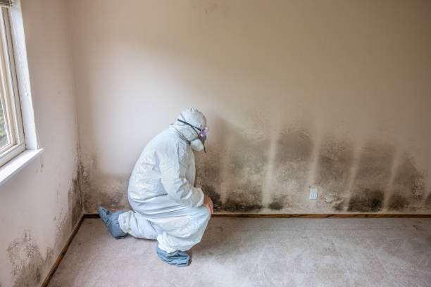 Best Affordable Mold Removal  in Lagunitas Forest Knolls, CA