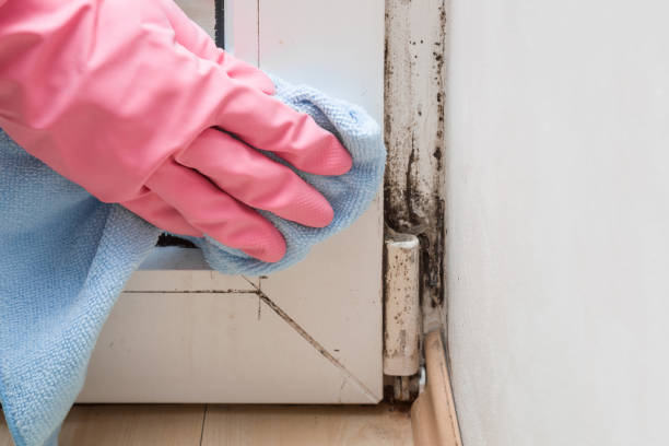 Best Mold Cleaning Services  in Lagunitas Forest Knolls, CA