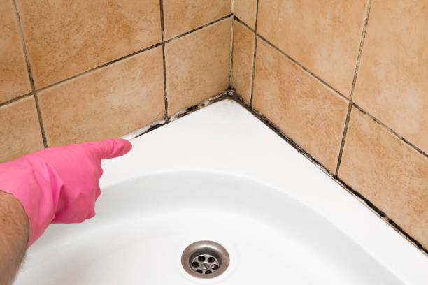 Best Same-Day Mold Removal  in Lagunitas Forest Knolls, CA
